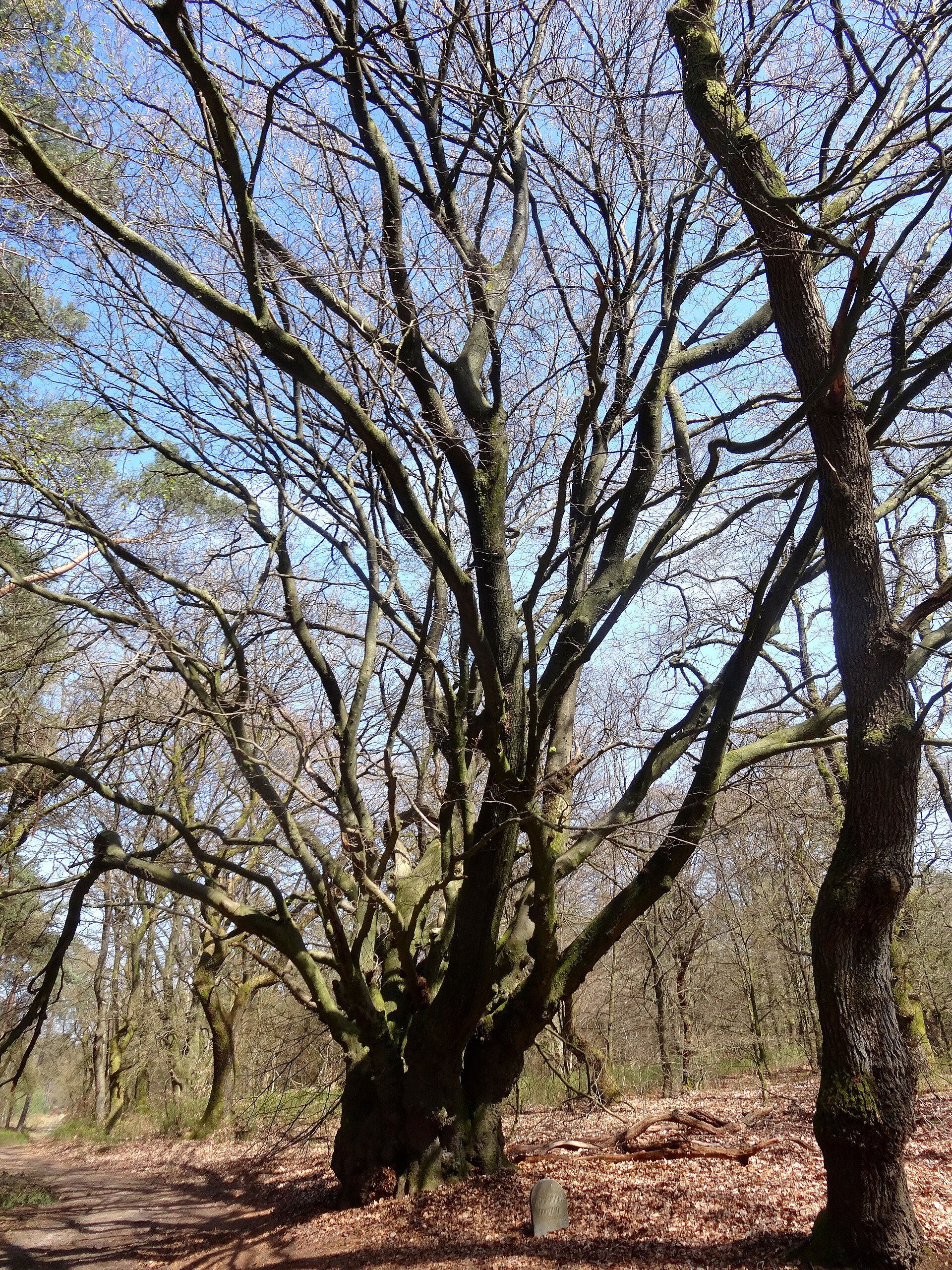 Kroondomein Het Loo